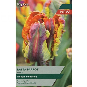 Tulip 'Rasta Parrot' (5 Bulbs)