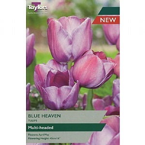 Tulip 'Blue Heaven' (6 Bulbs)