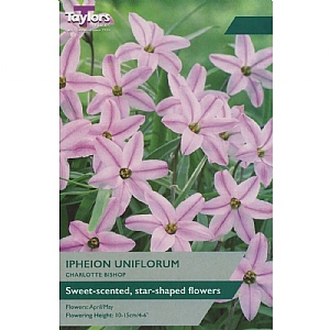 Ipheion uniflorum 'Charlotte Bishop' (10 Bulbs)