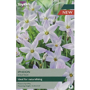 Ipheion uniflorum 'Wisley Blue' (15 Bulbs)