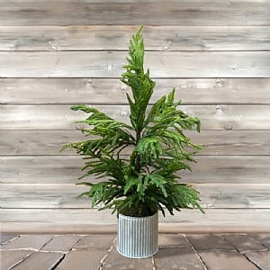 Norfolk Potted Tree (90cm)