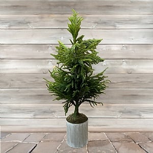 Norfolk Potted Tree (130cm)