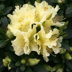 Rhododendron Patty Bee - 3 Ltr Pot