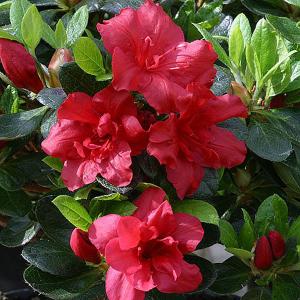 Azalea Florida - 3 Ltr Pot