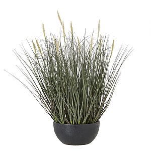 Fountain Grass In Plant Pot
