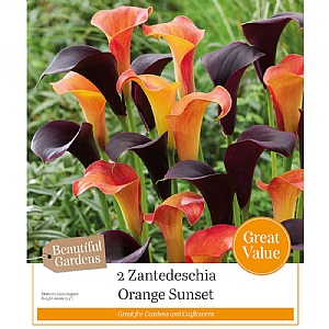 Zantedeschia Orange Sunset (2 Bulbs)