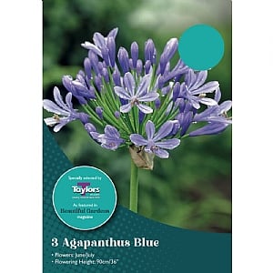 Agapanthus 'Blue' (3 Bulbs)