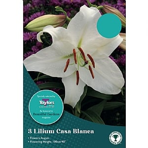 Lilium 'Casa Blanca' (3 Bulbs)