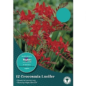 Crocosmia 'Lucifer' (12 Bulbs)