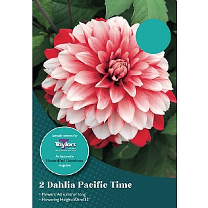 Dahlia 'Pacific Time' (2 Tubers)