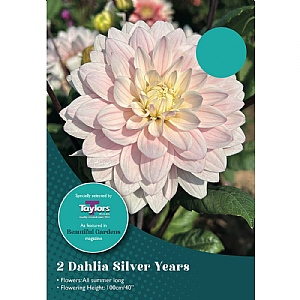 Dahlia 'Silver Years' (2 Tubers)