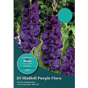 Gladioli 'Purple Flora' (25 Corms)