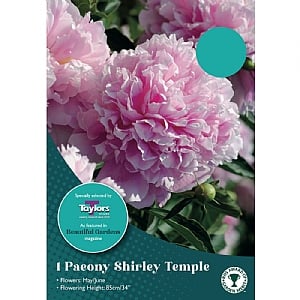 Paeony 'Shirley Temple' (1 Bulb)