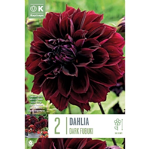 Dahlia 'Dark Fubuki' (2 Tubers)