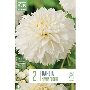 Dahlia 'Myami Fubuki' (2 Tubers)