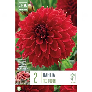 Dahlia 'Red Fubuki' (2 Tubers)