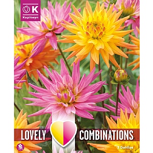 Dahlia Pink & Orange Shades Bulb Collection (3 Tubers)