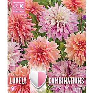 Dahlia Pastel Paint Shades Bulb Collection (3 Tubers)