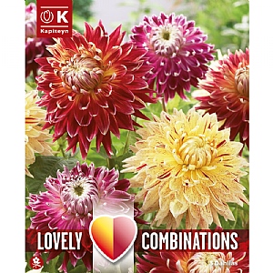 Dahlia Red & Yellow Shades Bulb Collection (3 Tubers)