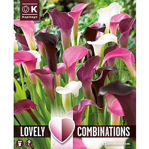 Zantedeschia White & Pink Shades Bulb Collection (3 Bulbs)