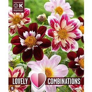 Dahlia Red & White Shades Bulb Collection (3 Tubers)