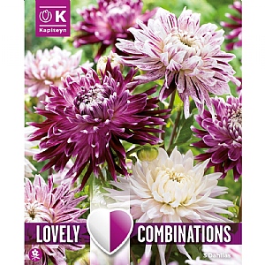 Dahlia Violet & White Shades Bulb Collection (3 Tubers)