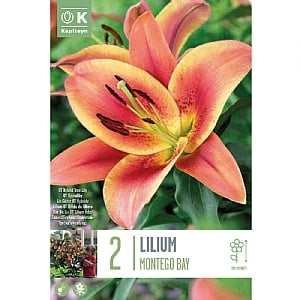 Lilium 'Montego Bay' (2 Bulbs)