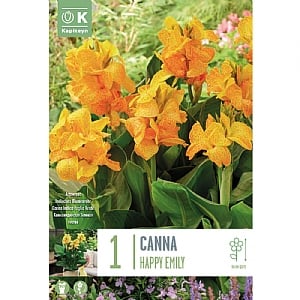 Canna 'Happy Emily' (1 Bulb)