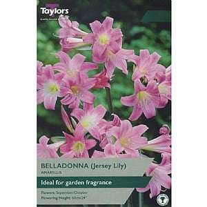 Amaryllis 'Belladonna' (1 Bulb)