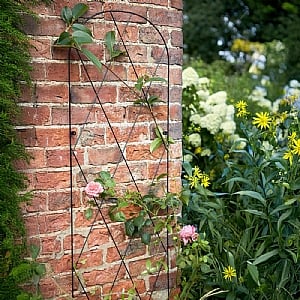 Tom Chambers Jasmine Trellis (2.25m)