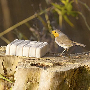 National Trust Mealworm Peanut Cake (300g)