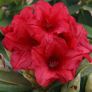 Rhododendron Dopey - 3 Ltr Pot