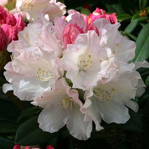 Rhododendron Dreamland - 3 Ltr Pot