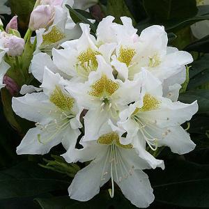 Rhododendron Cunningham's White - 7.5 Ltr Pot