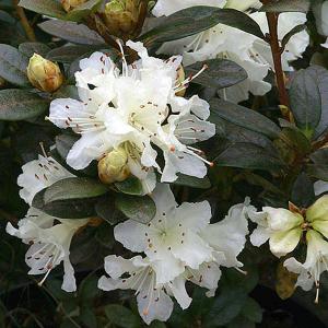 Rhododendron Cream Crest - 3 Ltr Pot