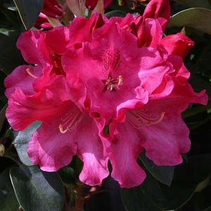 Rhododendron Gartendirector Glocker - 3 Ltr Pot