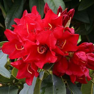 Rhododendron Gertrude Schale - 3 Ltr Pot