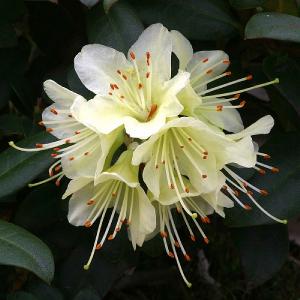 Dwarf Rhododendron Princess Anne - 3L Pot