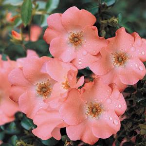 Rose Flower Carpet - Coral 3 litre pot