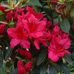 Azalea George Arends - 3 Ltr Pot