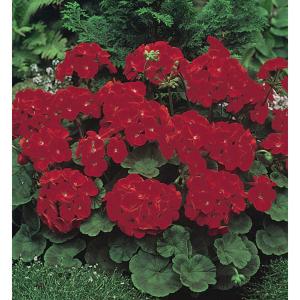 Geranium Moulin Rouge - 6 Seeds