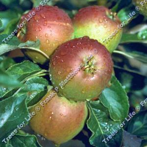 Apple (Malus) Cox - 11.5L Bush