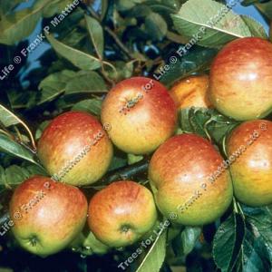 Apple (Malus) James Grieve - 12L Bush