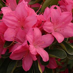 Azalea Gilbert Mullie - 3 Ltr Pot