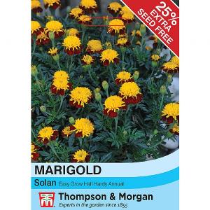 Thompson & Morgan Marigold Solan (French)