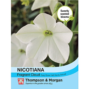 Nicotiana Fragrant Cloud - 1000 Seeds