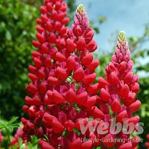 Lupin Red Rum