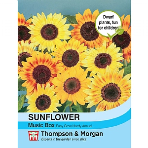Sunflower Music Box - 30 Seeds