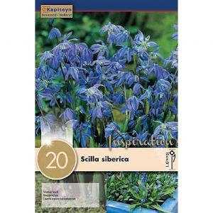 Scilla siberica (20 Bulbs)