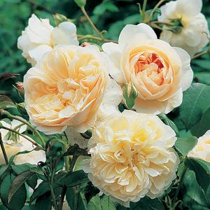 David Austin Shrub Roses | Rose Plants | Plants, Seeds and Bulbs ...